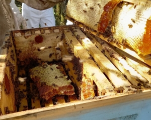 curso-de-apicultura-ofertado-na-comunidade-nossa-senhora-de-fatima-ii.jpg