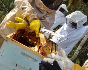 curso-de-apicultura-ofertado-na-comunidade-nossa-senhora-de-fatima-iii.jpg